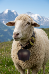 A Schafsglocken mit Riemen 62cm